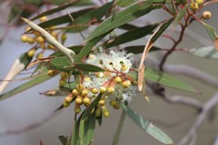 Eucalyptus gracilis