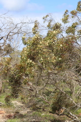 Eucalyptus gracilis