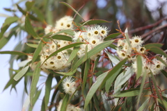 Eucalyptus gracilis