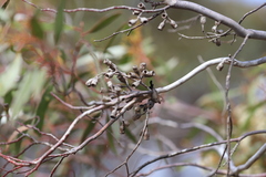 Eucalyptus gracilis