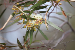 Eucalyptus gracilis