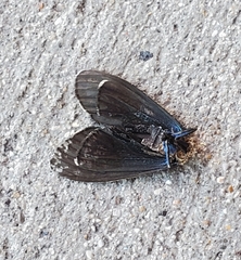 Ctenucha virginica