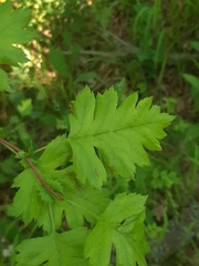 Crataegus monogyna