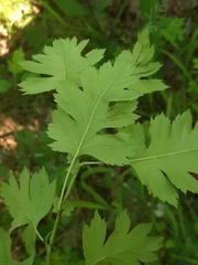 Crataegus monogyna