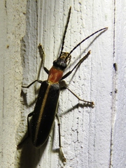 Oxycopis mimetica