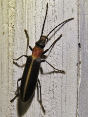 Oxycopis mimetica