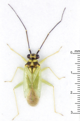 Cyrtorhinus