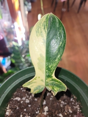 Philodendron pedatum
