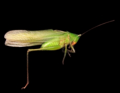 Neoconocephalus
