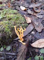 Ramaria lorithamnus
