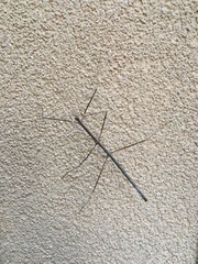 Hyrtacus tuberculatus