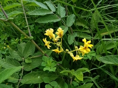 Solanum ochranthum
