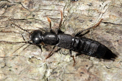 Tasgius melanarius