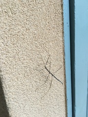 Hyrtacus tuberculatus