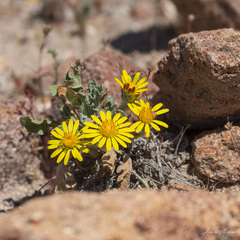 Trichocline caulescens