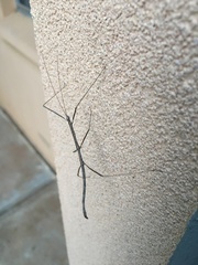 Hyrtacus tuberculatus