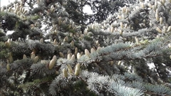 Cedrus atlantica