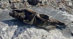 Heterodontus quoyi