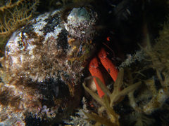 Paguristes frontalis