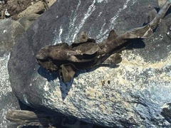 Heterodontus quoyi