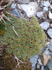 Bolax gummifera