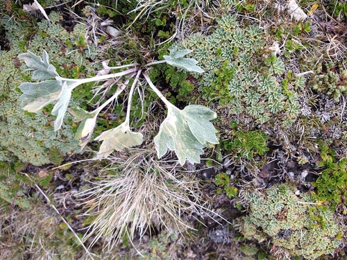 Image of Abrotanella emarginata by (c) Pablo, some rights reserved (CC BY)