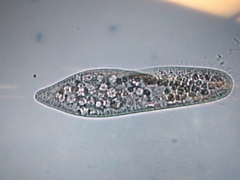 Parameciidae