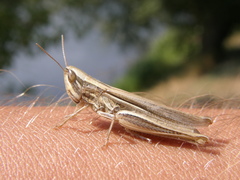 Euchorthippus pulvinatus