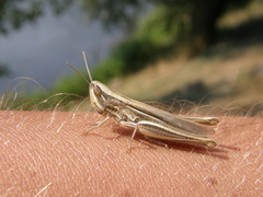 Euchorthippus pulvinatus