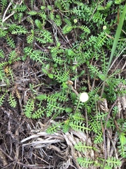 Leptinella squalida