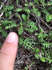 Leptinella squalida