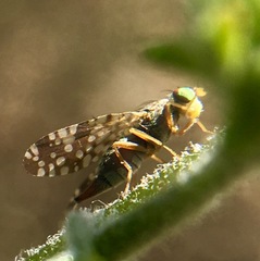 Neotephritis finalis