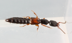 Nudobius cephalus