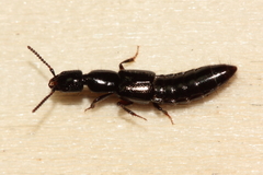 Gyrohypnus fracticornis