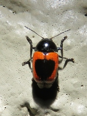 Cryptocephalus notatus