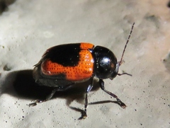 Cryptocephalus notatus