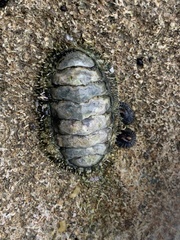 Chitonoidea