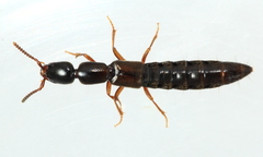 Xantholinus linearis