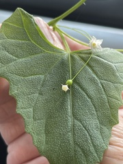 Zehneria cunninghamii