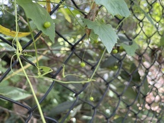 Zehneria cunninghamii