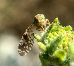 Neotephritis finalis
