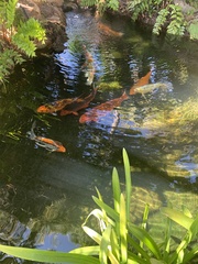 Cyprinus rubrofuscus
