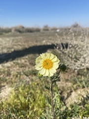 Layia pentachaeta albida