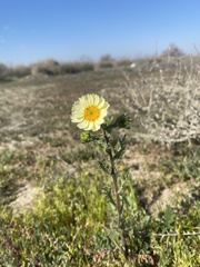 Layia pentachaeta albida