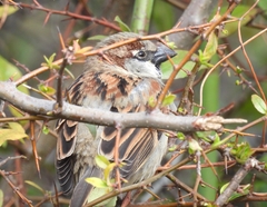 Passer domesticus