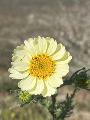 Layia pentachaeta albida