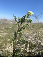 Layia pentachaeta albida