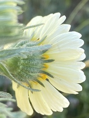 Layia pentachaeta albida