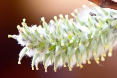 Salix sericea