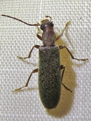 Sparedrus aspersus